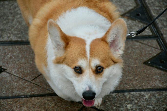Stoffwechsel & Hormone beim Hund – wenn der Körper aus dem Takt gerät