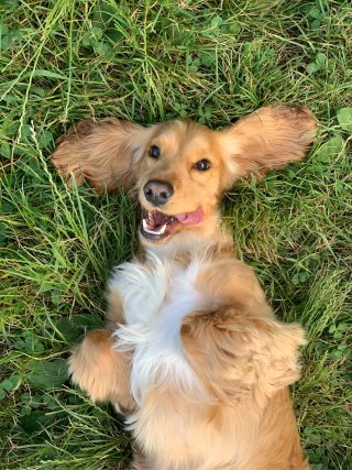 Wenn dein Hund sich ständig kratzt – was steckt wirklich dahinter?