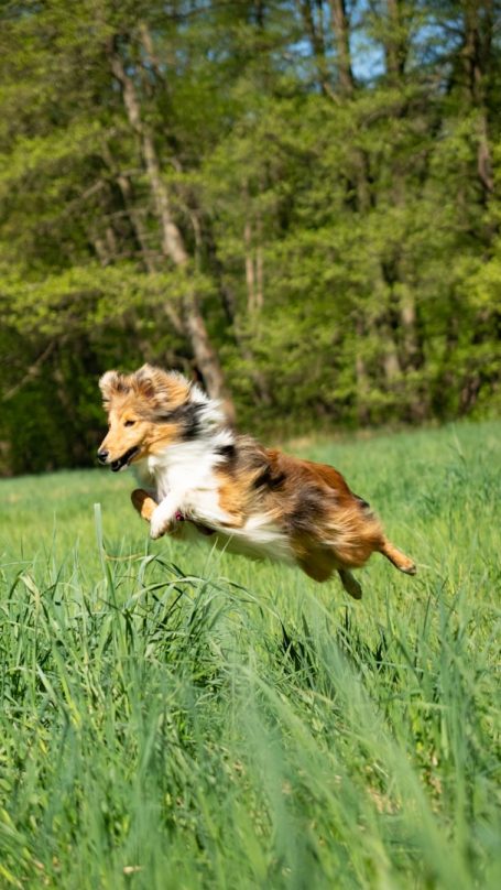 Entgiftung beim Hund – sinnvoll oder nur ein Trend?