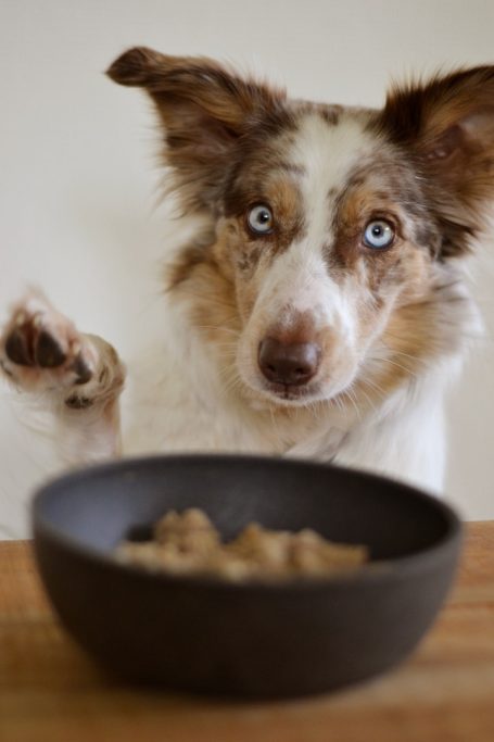 TCM Ernährungsplan für Hund und Katze: Die 5 Elemente einfach erklärt