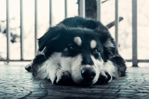 Stress beim Hund: Wenn die Psyche auf den Körper schlägt