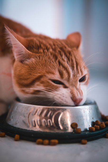 Individuelle Ernährung für Hunde und Katzen nach TCM