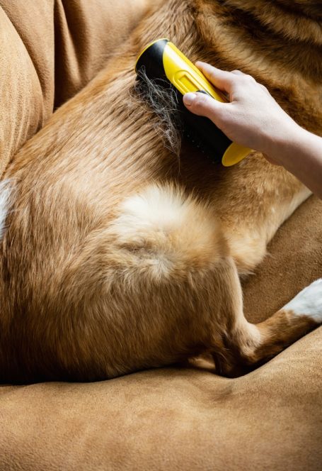 Sanfte Fellpflege kann helfen, die Haut-Fell-Balance zu unterstützen.