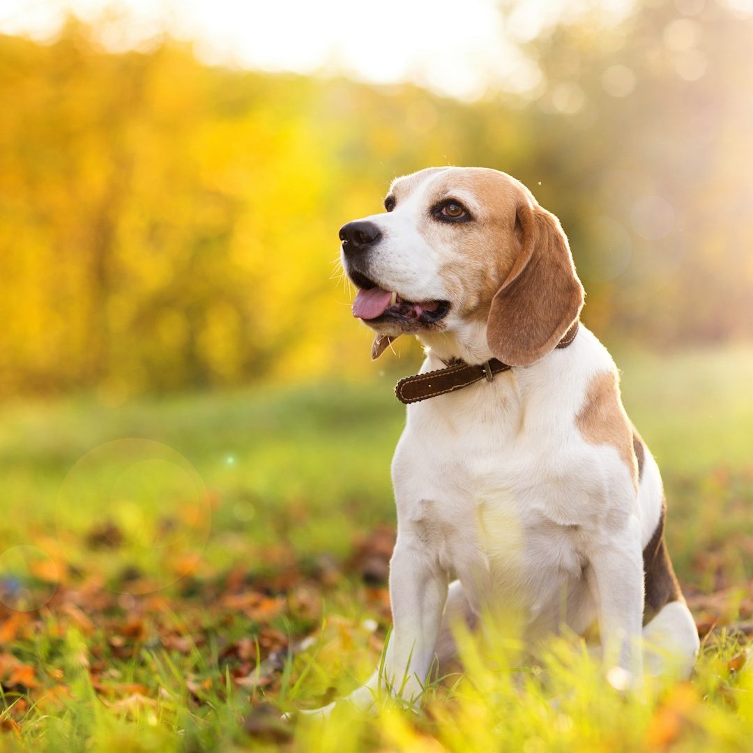 Hundegesundheit naturheilkundliche Behandlung Hund Tierheilpraxis