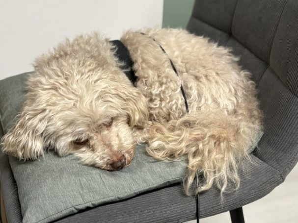 Bioresonanztherapie beim Hund in der Tierheilpraxis Annika Elsner