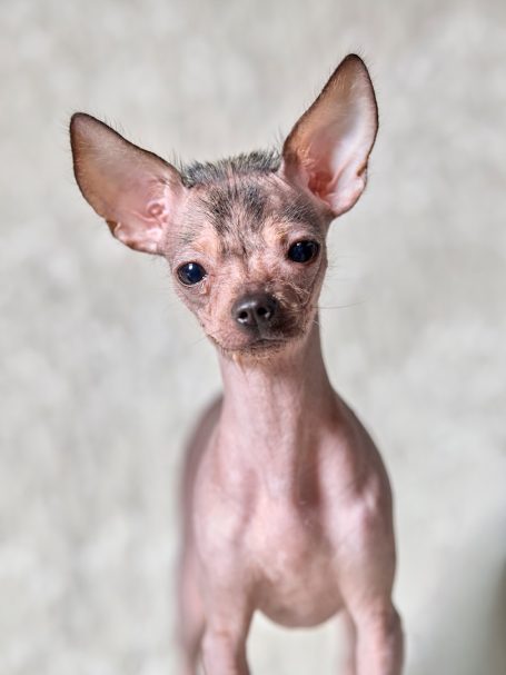 Rötungen, Ekzeme oder kahle Stellen belasten Hund und Halter gleichermaßen.