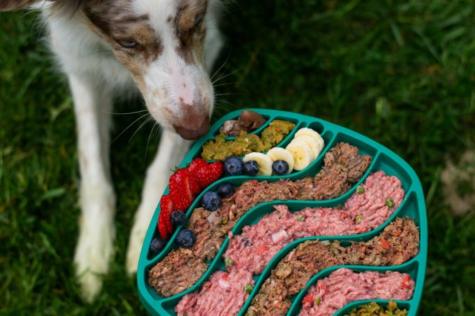 Individuelle Ernährung für Hunde und Katzen nach TCM